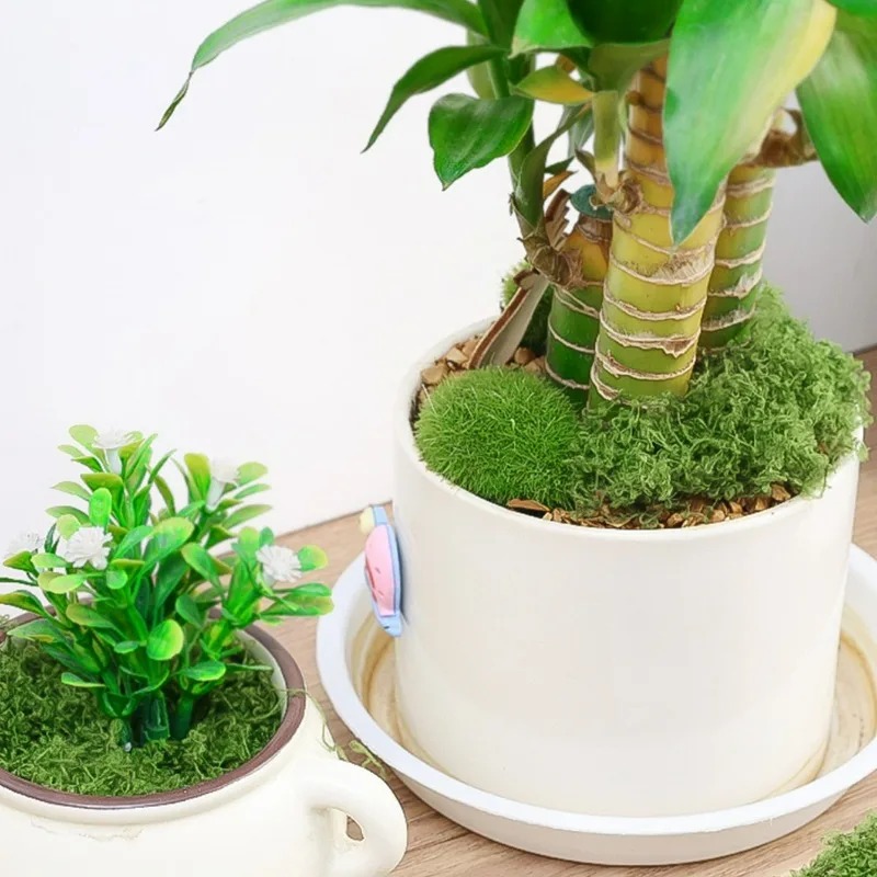 30/300G 인공 리얼 모스 페어리 가든 웨딩 파티  - Preserved Moss Sheet 리뷰 및 가격