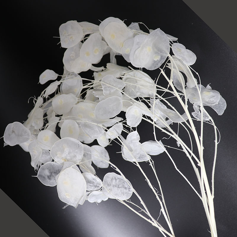 결혼 준비를 위한 보존된 루나리아 꽃, 유칼립투스 잎, - Eucalyptus Preserved 리뷰 및 가격