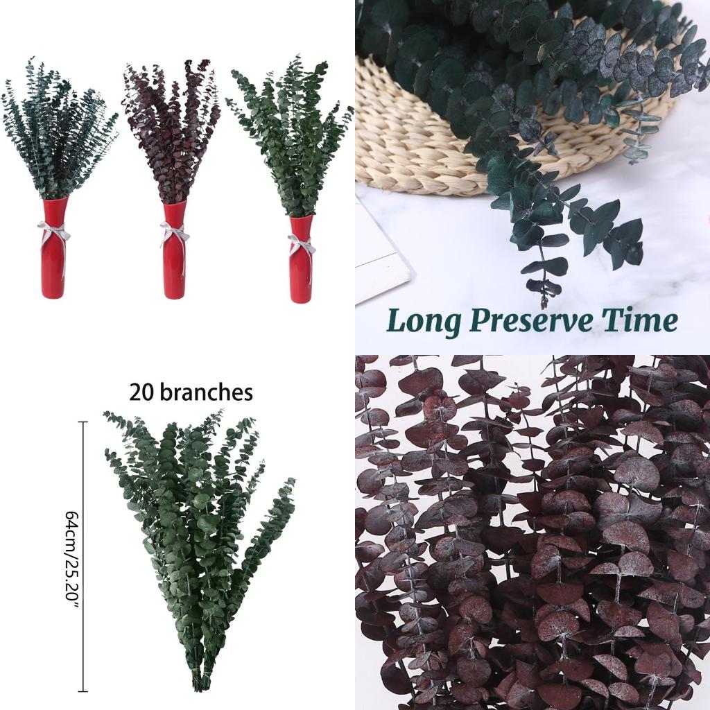 신선한 유칼립투스 가지에 보존 된 20Pcs 말린 줄기 - Eucalyptus Preserved 리뷰 및 가격